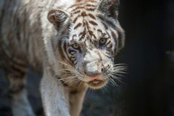 Tigres French footballer Andre Pierre Gignac is expected to visit La Pastora zoo in Monterrey in the coming days to meet his namesake, a Bengal tiger cub