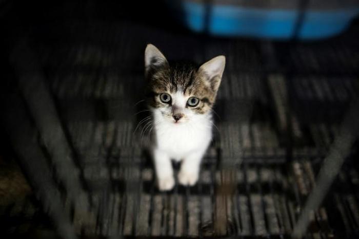 Shops will only be allowed to deal with animal welfare shelters or the primary breeders of the pet
