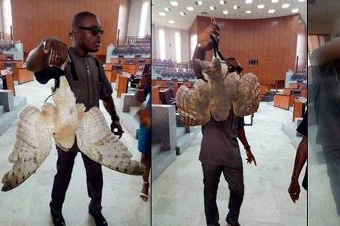 Dead owl found in speaker of parliament’s seat
