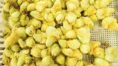 It Could Be the Age of the Chicken, Geologically