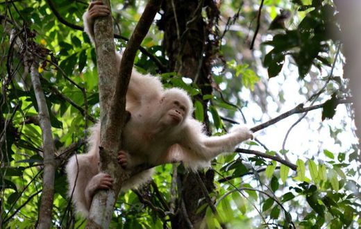 'Alba', the only albino orangutan ever recorded in the world, was rescued by environmentalists from a cage where she was being kept as a pet by villagers