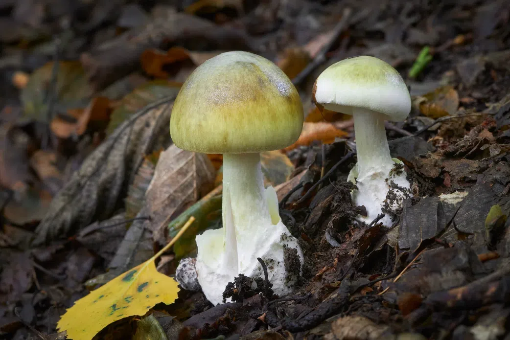 5 dangerous foods that could kill you instantly