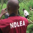 NDLEA  impounds 4,000Kg of illicit drugs.