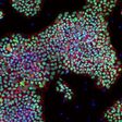 An image of human pluripotent stan cells in IαI media.