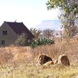 See the special guest house where 77 adult lions are the security guards
