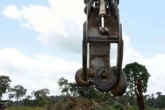 ___5529514___https:______static.pulse.com.gh___webservice___escenic___binary___5529514___2016___9___25___15___anaconda-snake2