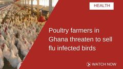 ___6686632___https:______static.pulse.com.gh___webservice___escenic___binary___6686632___2017___5___16___14___POULTRY