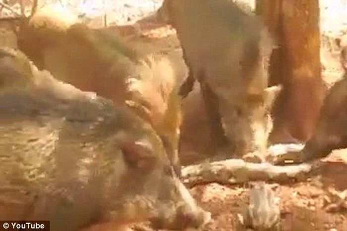 ___6205392___https:______static.pulse.com.gh___webservice___escenic___binary___6205392___2017___2___11___9___3CFFC10100000578-0-image-a-28_1486637270619_1