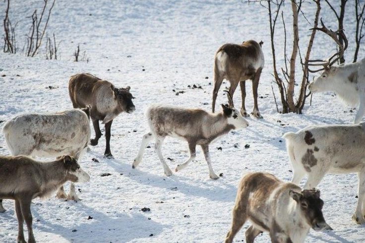 The disease turns reindeers' brains to mush