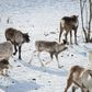 The disease turns reindeers' brains to mush