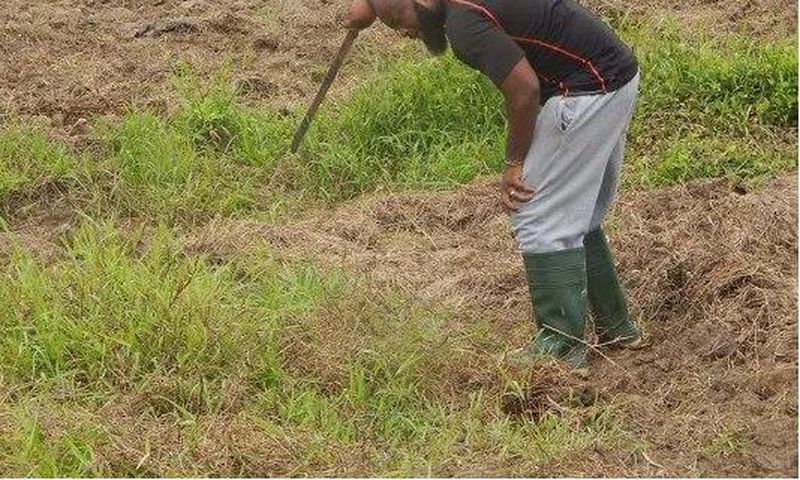 Trigmatic ventures into farming
