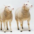 Sheep cloning