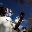 Yao honey-hunter Orlando Yassene holds a wild greater honeyguide female, temporarily captured for research, in the Niassa National Reserve, Mozambique, in this handout picture released July 21, 2016.