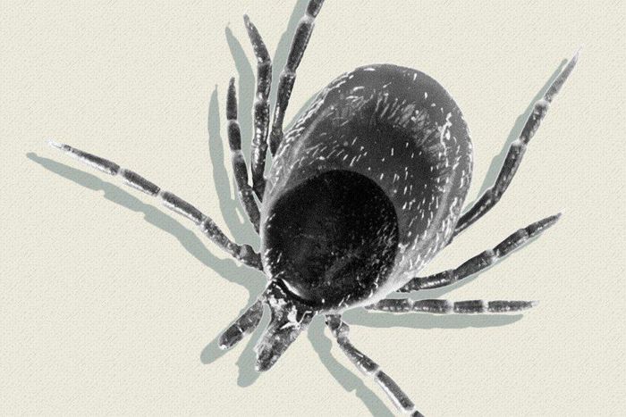 removing tick with peppermint oil