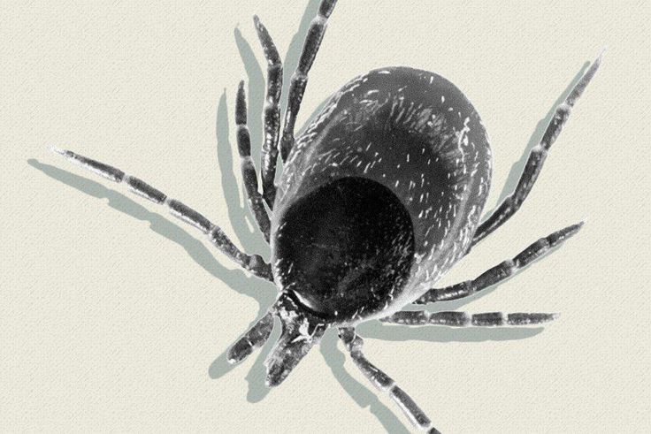 removing tick with peppermint oil