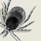 removing tick with peppermint oil