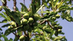 Zachairah  has been advocating for the decoupling of the Shea sector from COCOBOD so as to give the sector the needed attention.
