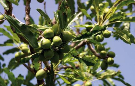 Zachairah  has been advocating for the decoupling of the Shea sector from COCOBOD so as to give the sector the needed attention.