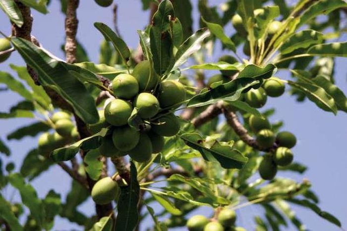 Zachairah  has been advocating for the decoupling of the Shea sector from COCOBOD so as to give the sector the needed attention.