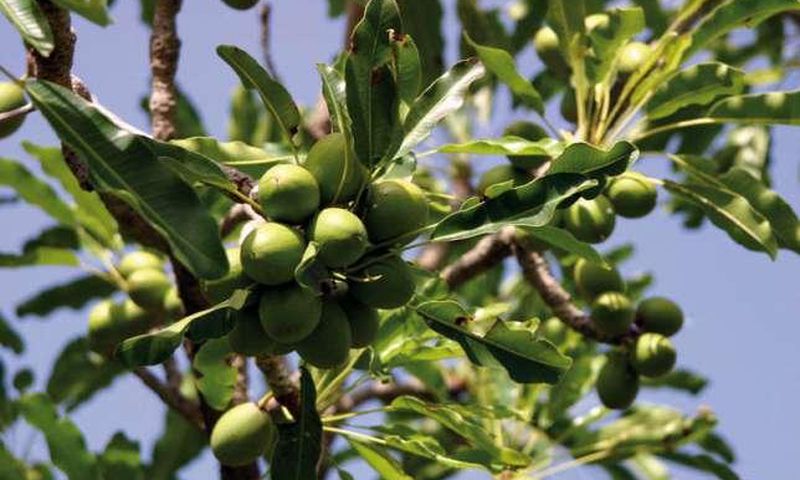 Zachairah  has been advocating for the decoupling of the Shea sector from COCOBOD so as to give the sector the needed attention.