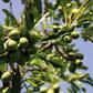 Zachairah  has been advocating for the decoupling of the Shea sector from COCOBOD so as to give the sector the needed attention.