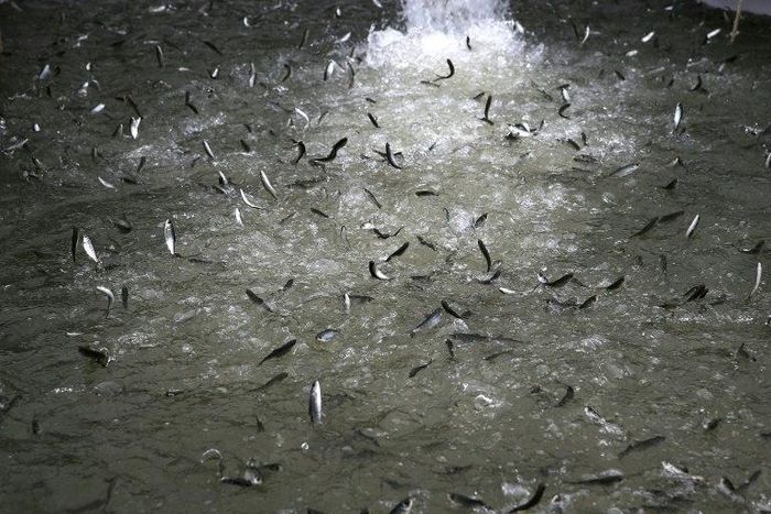 The evolution of fish farming has partially been driven by overfishing, with fewer wild fish now being caught