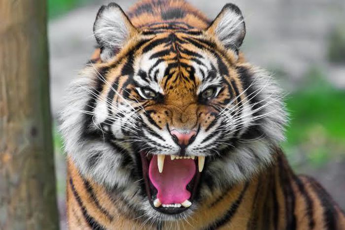 ___5937180___https:______static.pulse.com.gh___webservice___escenic___binary___5937180___2016___12___22___16___unnamed