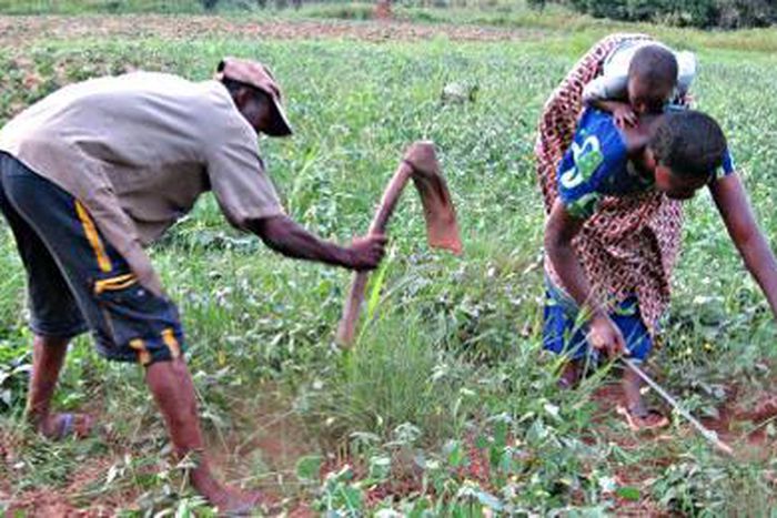Farmers in Ghana