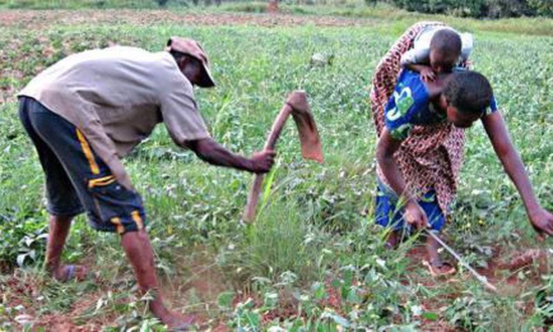 Farmers in Ghana