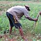 Farmers in Ghana