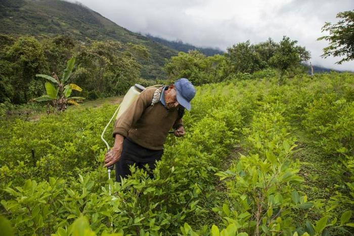 A coca grower sprays his crop outside Coroico, Bolivia where the increased use of pesticides is threatening the survival of bees