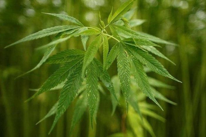 ___5464032___https:______static.pulse.com.gh___webservice___escenic___binary___5464032___2016___9___7___8___640x640