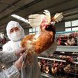 Bird Flu quarantine