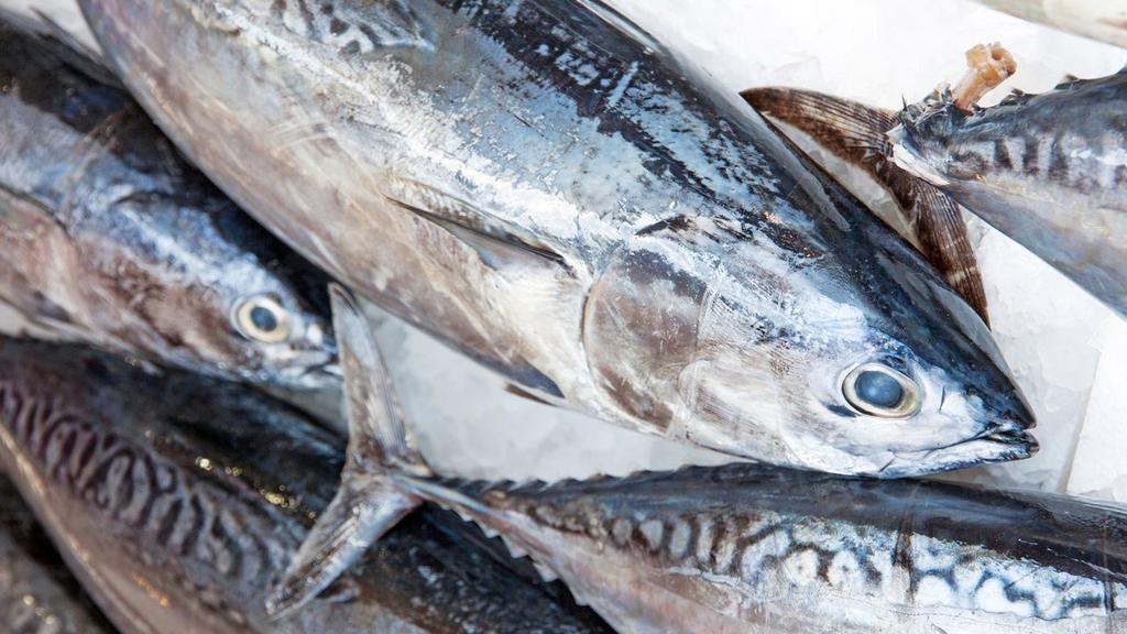 Tuna fish.
