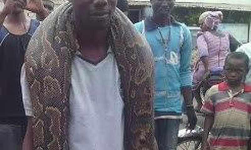 Man kills giant snake in Kwara state