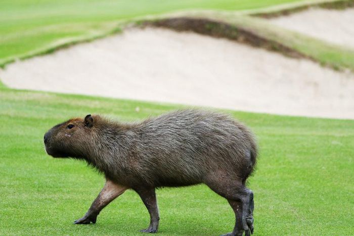 ___5360606___https:______static.pulse.com.gh___webservice___escenic___binary___5360606___2016___8___10___0___capybara-cropped_1cfhskbl81ldg1s7v5f541spw3