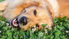 Why you should give your kid a dog instead of a sibling