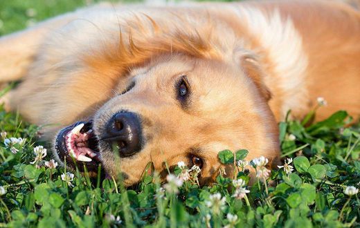Why you should give your kid a dog instead of a sibling