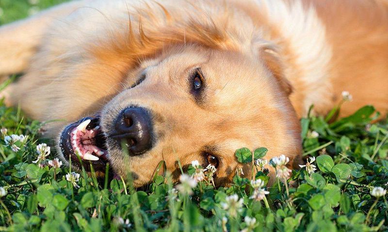 Why you should give your kid a dog instead of a sibling