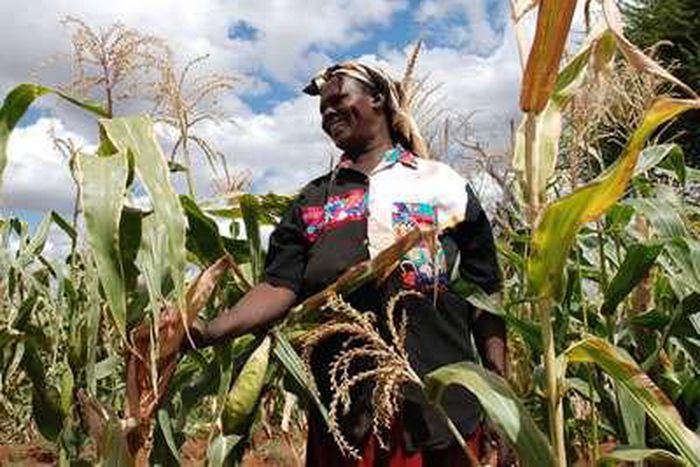 ___5495691___https:______static.pulse.com.gh___webservice___escenic___binary___5495691___2016___9___15___17___maize-farming