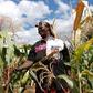 ___4811052___https:______static.pulse.com.gh___webservice___escenic___binary___4811052___2016___3___16___14___maize-farming