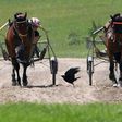 Harness racing, known as trotting in Australia, involves drivers competing on carts -- known as gigs or a sulky -- on a race track