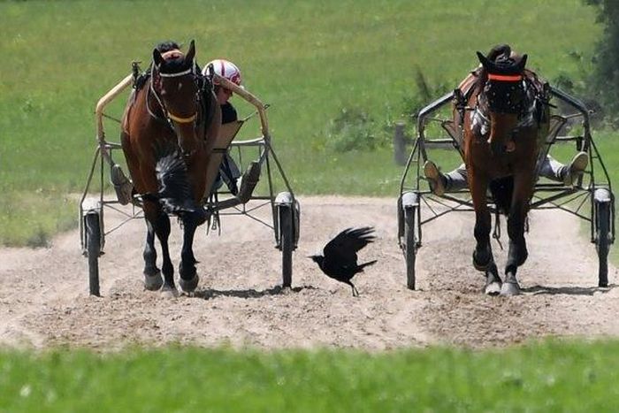 Harness racing, known as trotting in Australia, involves drivers competing on carts -- known as gigs or a sulky -- on a race track