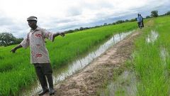 ___5156078___https:______static.pulse.com.gh___webservice___escenic___binary___5156078___2016___6___16___10___Rice+farms