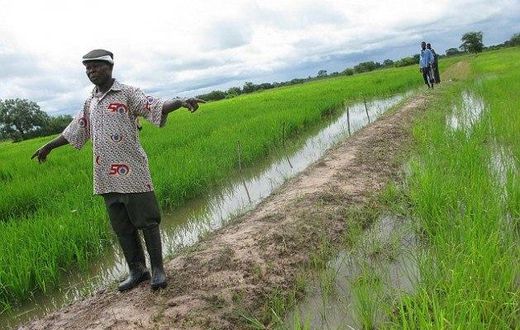___5156078___https:______static.pulse.com.gh___webservice___escenic___binary___5156078___2016___6___16___10___Rice+farms