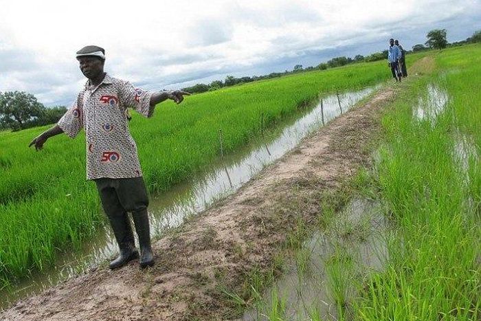 ___5156078___https:______static.pulse.com.gh___webservice___escenic___binary___5156078___2016___6___16___10___Rice+farms