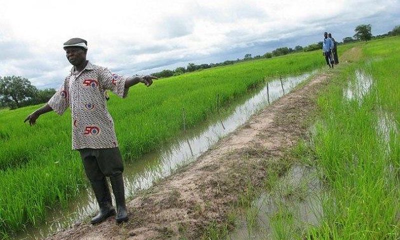 ___5156078___https:______static.pulse.com.gh___webservice___escenic___binary___5156078___2016___6___16___10___Rice+farms