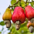 ___6457426___https:______static.pulse.com.gh___webservice___escenic___binary___6457426___2017___3___31___13___cashew-nut-growing_mini_2