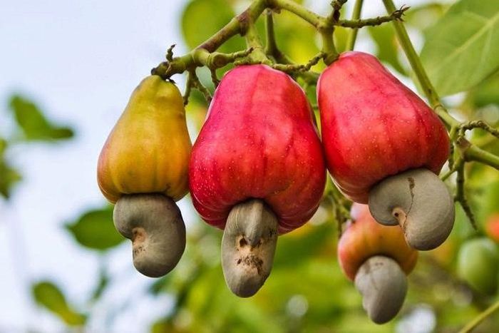 ___6457426___https:______static.pulse.com.gh___webservice___escenic___binary___6457426___2017___3___31___13___cashew-nut-growing_mini_2