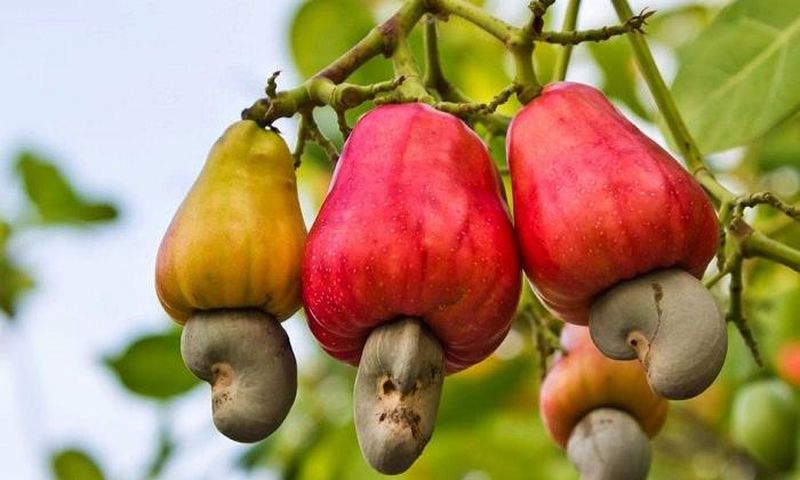 ___6457426___https:______static.pulse.com.gh___webservice___escenic___binary___6457426___2017___3___31___13___cashew-nut-growing_mini_2